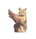 ライアン♂猫ネコねこ。（個別スタンプ：1）