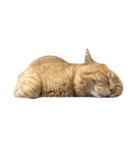 ライアン♂猫ネコねこ。（個別スタンプ：5）