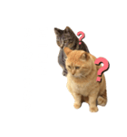 ライアン♂猫ネコねこ。（個別スタンプ：6）