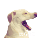 白いわんちゃんず（個別スタンプ：3）