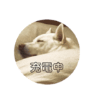 白いわんちゃんず（個別スタンプ：5）