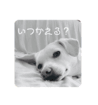 白いわんちゃんず（個別スタンプ：6）