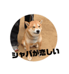 柴犬フクたんのアウトロースタンプ（個別スタンプ：2）