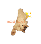 たんぽぽのこがねちゃん（個別スタンプ：4）