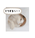 たんぽぽのこがねちゃん（個別スタンプ：5）