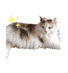 たんぽぽのこがねちゃん（個別スタンプ：6）