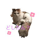 たんぽぽのこがねちゃん（個別スタンプ：7）
