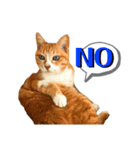 すました日常返事の茶トラ靴下ねこ（個別スタンプ：2）
