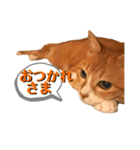 すました日常返事の茶トラ靴下ねこ（個別スタンプ：3）