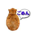 すました日常返事の茶トラ靴下ねこ（個別スタンプ：5）