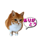 すました日常返事の茶トラ靴下ねこ（個別スタンプ：6）