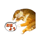 すました日常返事の茶トラ靴下ねこ（個別スタンプ：7）