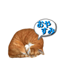 すました日常返事の茶トラ靴下ねこ（個別スタンプ：8）