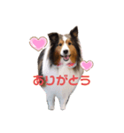 シェルティくま（個別スタンプ：1）