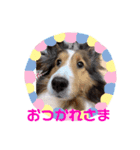 シェルティくま（個別スタンプ：5）