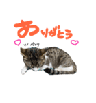 hime tora 0.1（個別スタンプ：1）