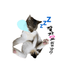 hime tora 0.1（個別スタンプ：5）