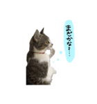 hime tora 0.1（個別スタンプ：6）