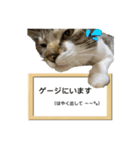 hime tora 0.1（個別スタンプ：7）