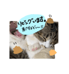 hime tora 0.1（個別スタンプ：8）