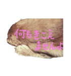 アメコカおじいちゃん（個別スタンプ：1）