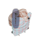 アメコカおじいちゃん（個別スタンプ：4）
