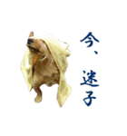 癒しジャッキー（個別スタンプ：1）