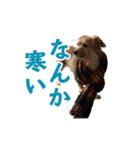 癒しジャッキー（個別スタンプ：2）