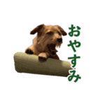 癒しジャッキー（個別スタンプ：3）