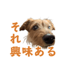 癒しジャッキー（個別スタンプ：4）