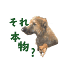 癒しジャッキー（個別スタンプ：5）