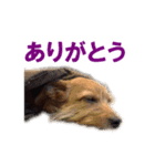 癒しジャッキー（個別スタンプ：7）