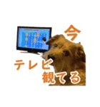 癒しジャッキー（個別スタンプ：8）