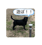 犬スタンプ2222（個別スタンプ：6）