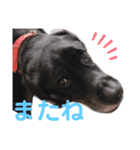 黒ラブデイルの挨拶編2（個別スタンプ：3）