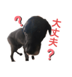 黒ラブデイルの挨拶編2（個別スタンプ：5）