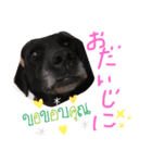 黒ラブデイルの挨拶編2（個別スタンプ：6）