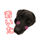 黒ラブデイルの挨拶編2（個別スタンプ：7）