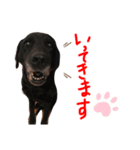 黒ラブデイルの挨拶編2（個別スタンプ：8）