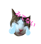 からあげは猫の名前です。part1（個別スタンプ：1）