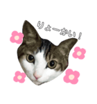 からあげは猫の名前です。part1（個別スタンプ：2）