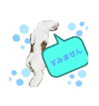 からあげは猫の名前です。part1（個別スタンプ：3）