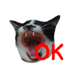 からあげは猫の名前です。part1（個別スタンプ：5）