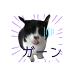 からあげは猫の名前です。part1（個別スタンプ：6）