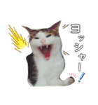 からあげは猫の名前です。part1（個別スタンプ：7）