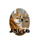 柴犬銀次郎（個別スタンプ：1）