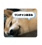 柴犬銀次郎（個別スタンプ：2）