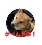 柴犬銀次郎（個別スタンプ：3）