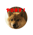 柴犬銀次郎（個別スタンプ：4）