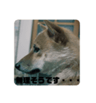 柴犬銀次郎（個別スタンプ：5）